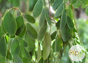 Moringa leaves